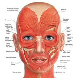 Anatomy and Physiology Level 3 CPD